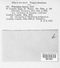 Puccinia fusca image